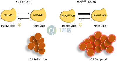 聚焦索托拉西布靶向治疗KRAS G12C阳性非小细胞肺癌